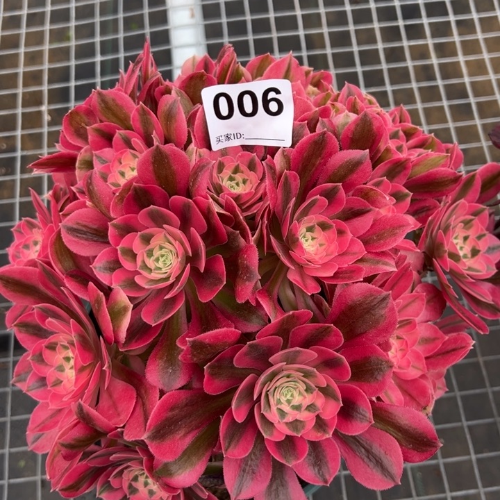 006女巫25厘米左右