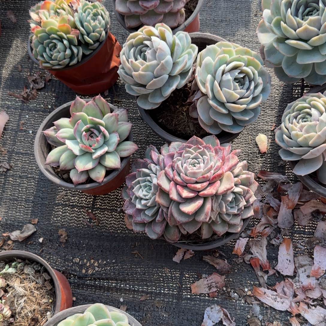 无花朵海琳娜三头