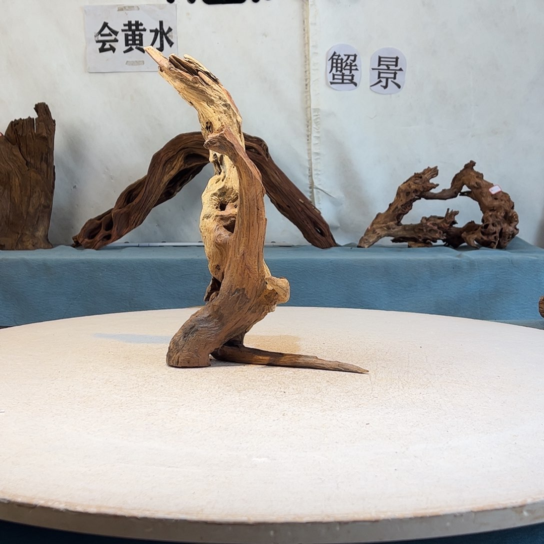 飞*象沉木造景寄居蟹造景