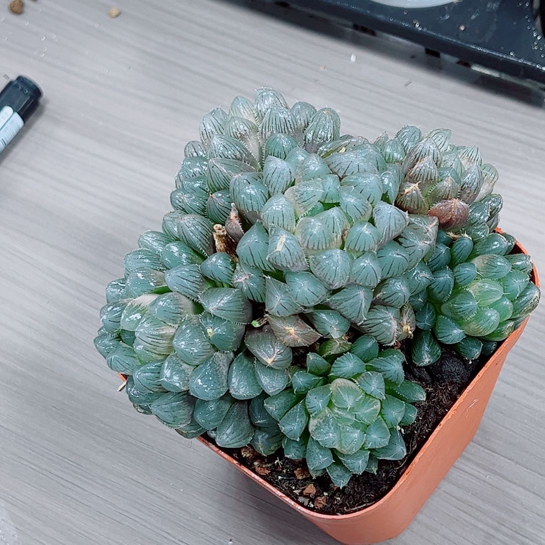 蓝镜玉露一勿一拍