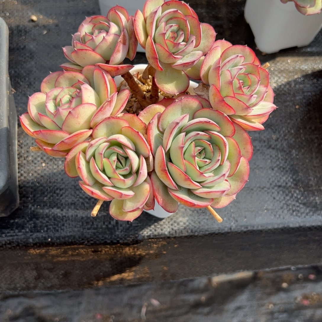 @****牡丹亭多肉一物一拍