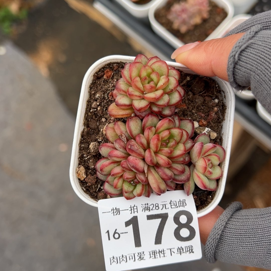 亚当多肉多肉多肉多肉