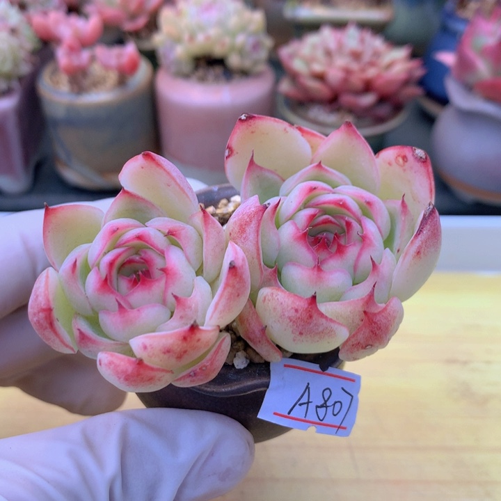 一物一拍满38包邮A807