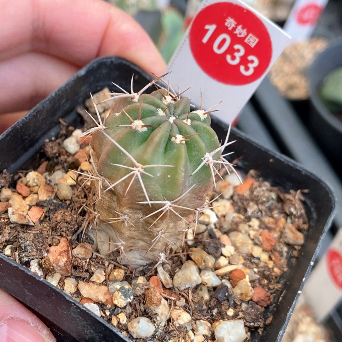 狂风丸一颗仙人球