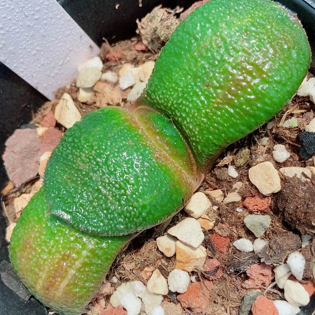 卧牛实生少锦颗粒真好带盆发货