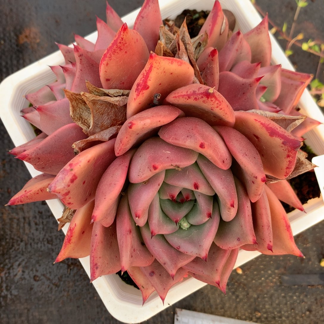 2652杂交精品基地14厘米