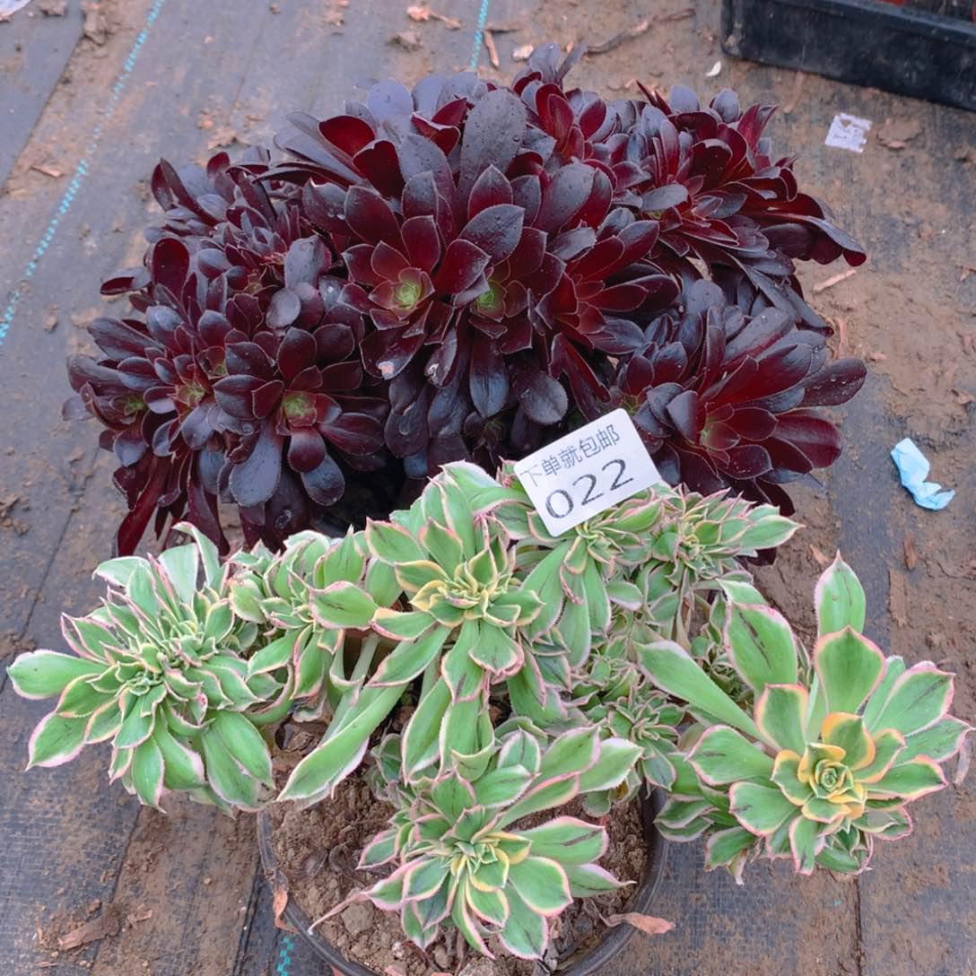 022法师组合老桩多肉