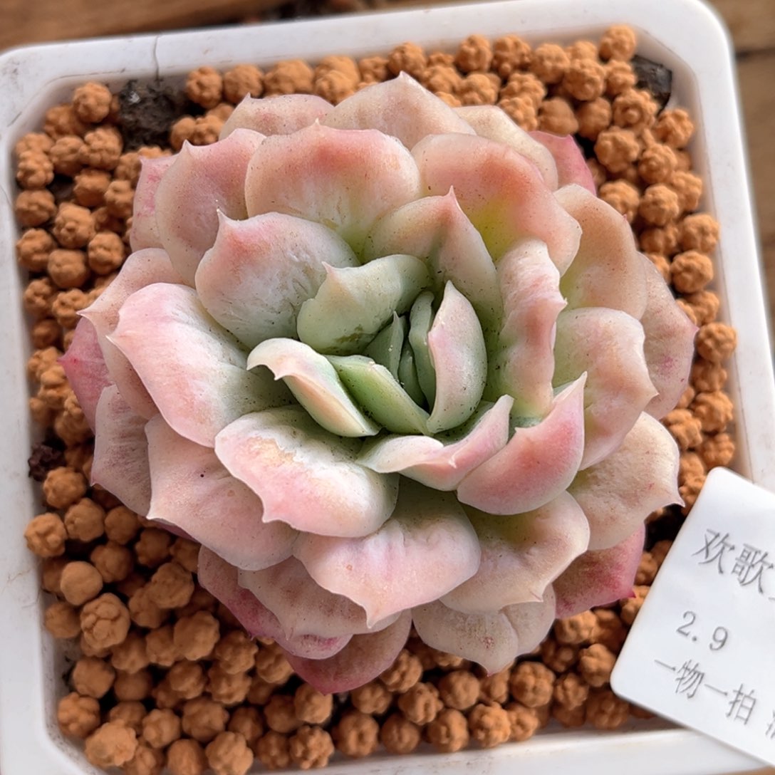 心****晴2.9-2泡泡111111111