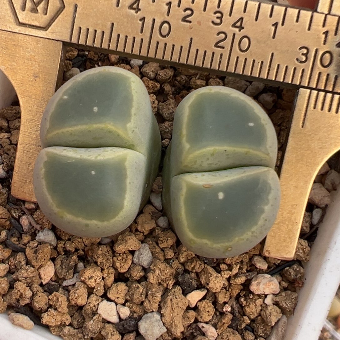 6年母本橄榄多肉植物