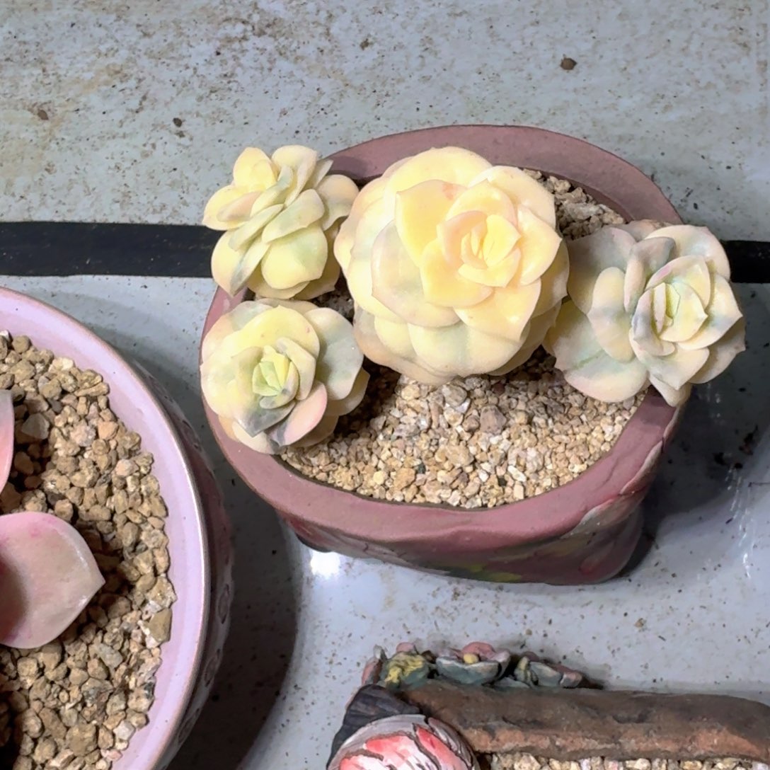 可爱锦 4头 一物一拍