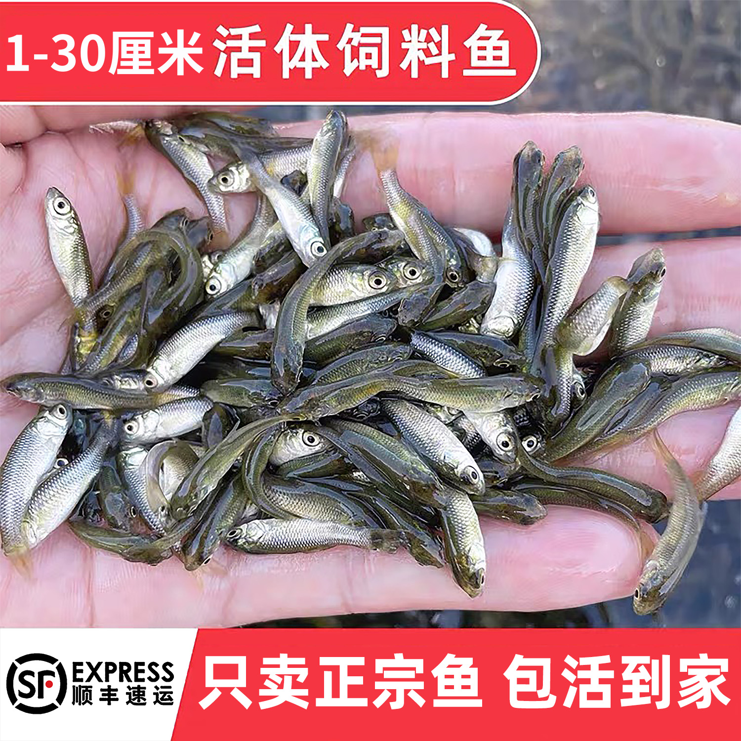 喂乌龟饲料鱼小鱼活体养殖活鱼龙鱼活食饲料淡水鱼草鱼鲫鱼