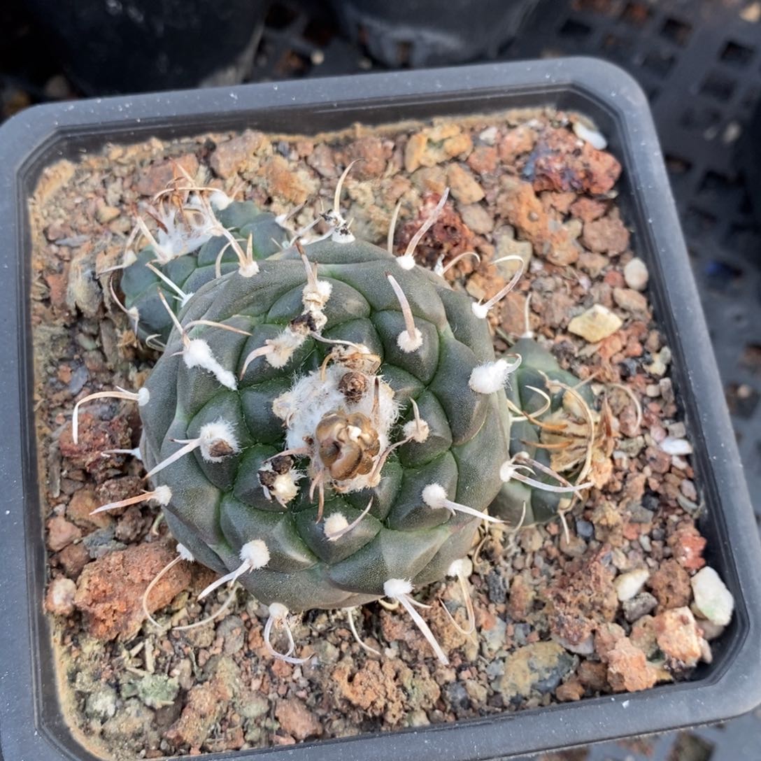 植播园艺老暮城丸群