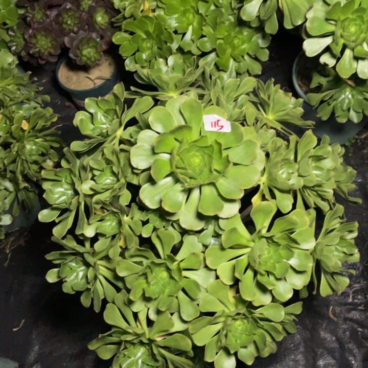 米***。115绿圆叶多肉植物多肉