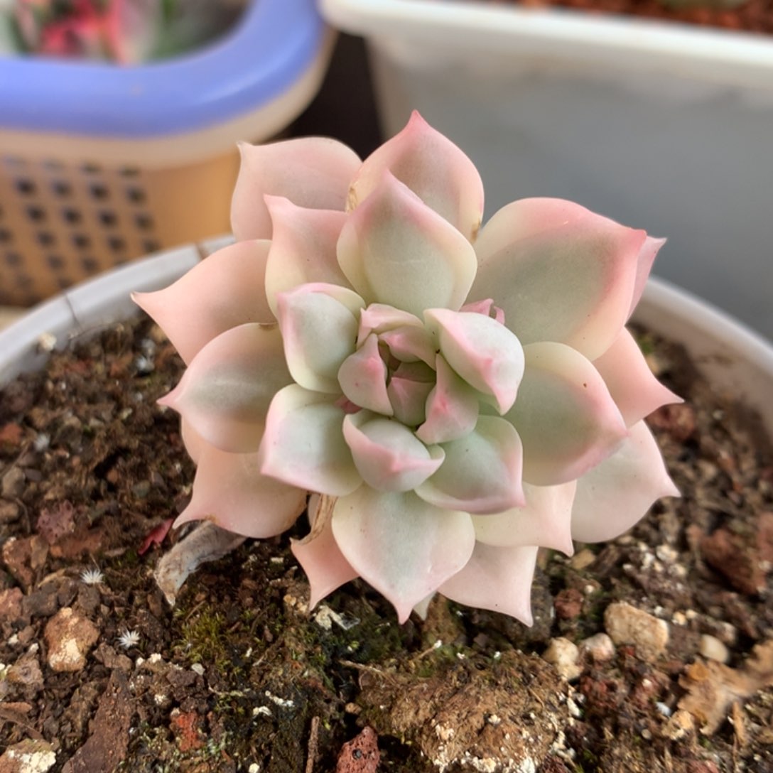 牡丹冰j j j j j j l