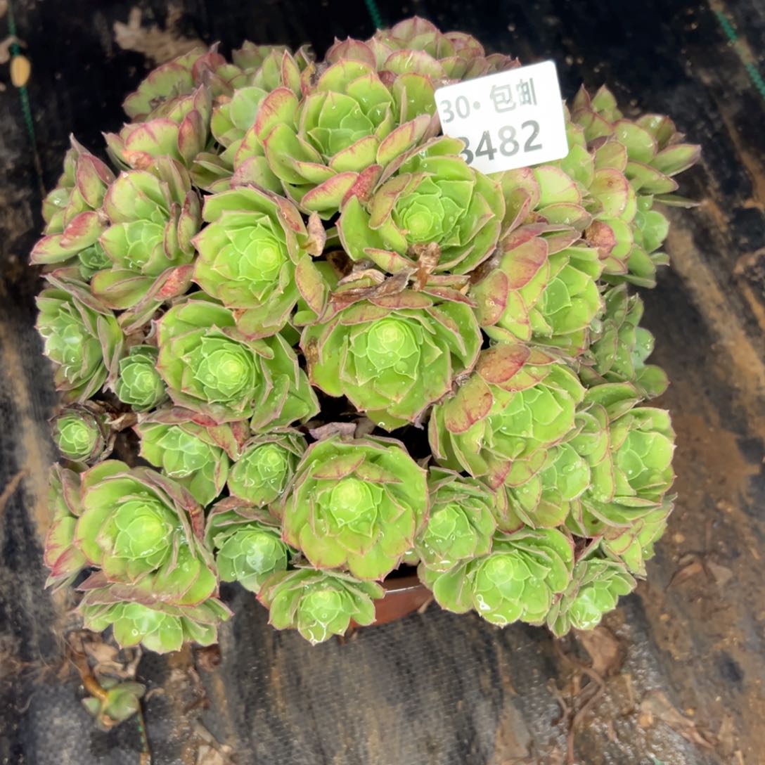 482万多肉法师鲜花