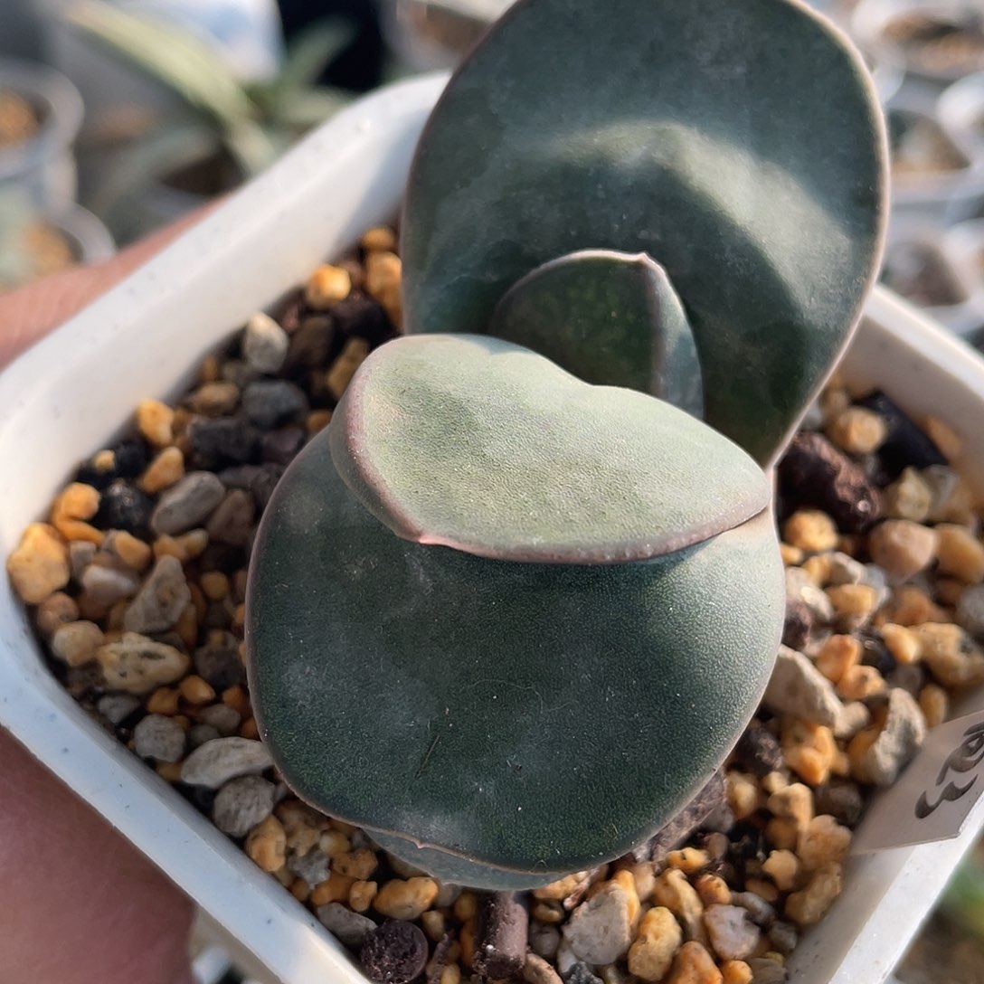 1023脱土发货1111111