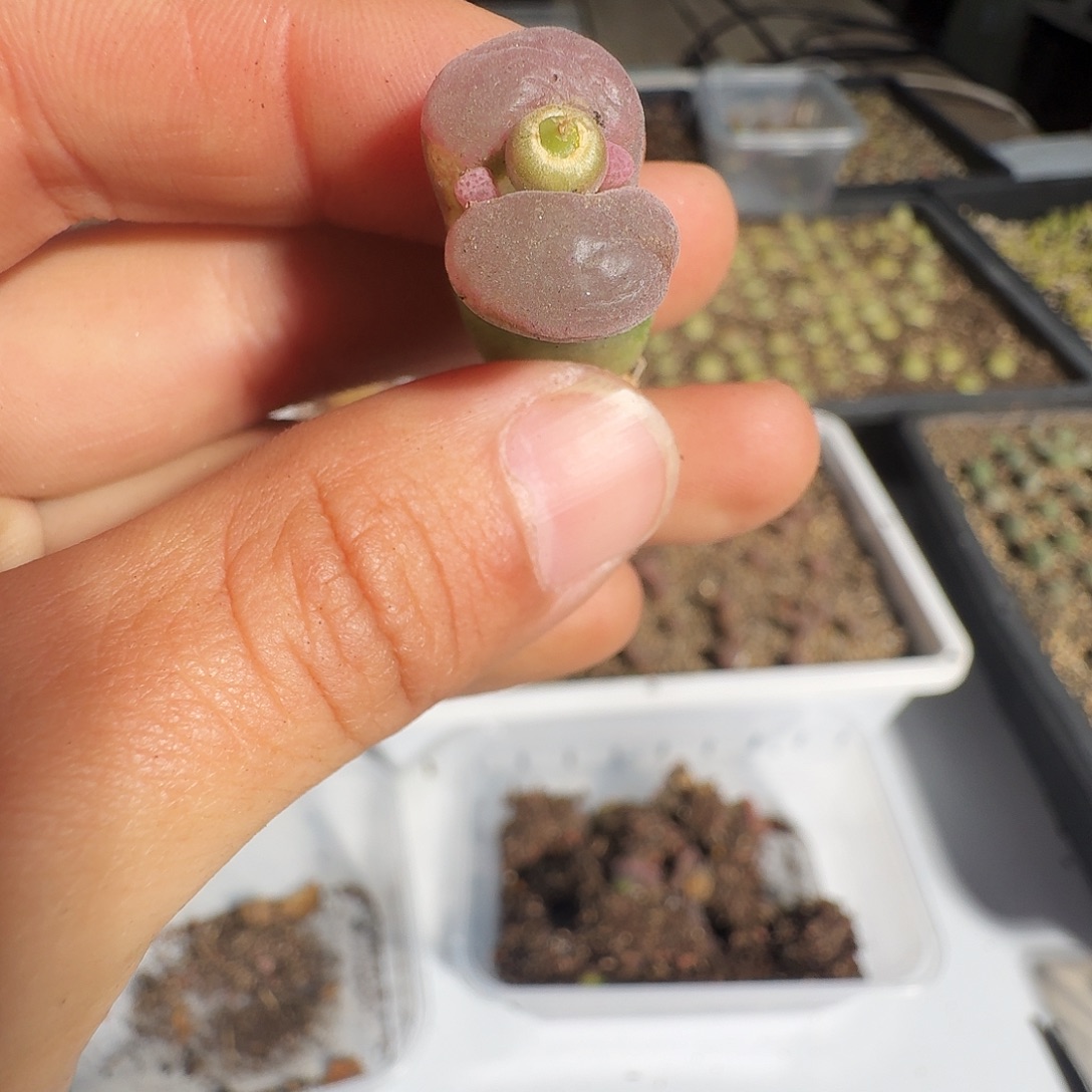 阳***肉多肉植物福利风铃