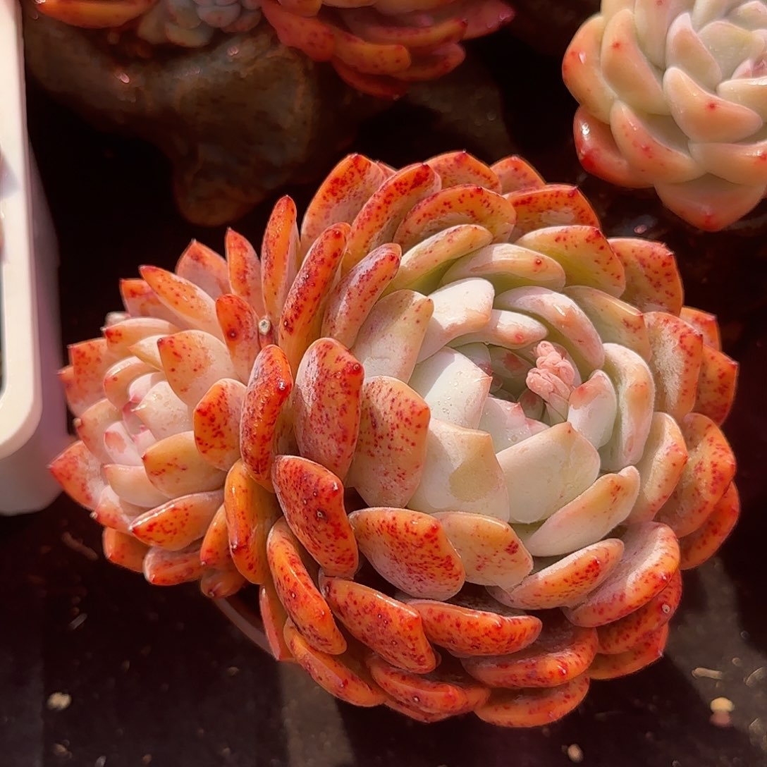 15公分左右飘枝红血橙