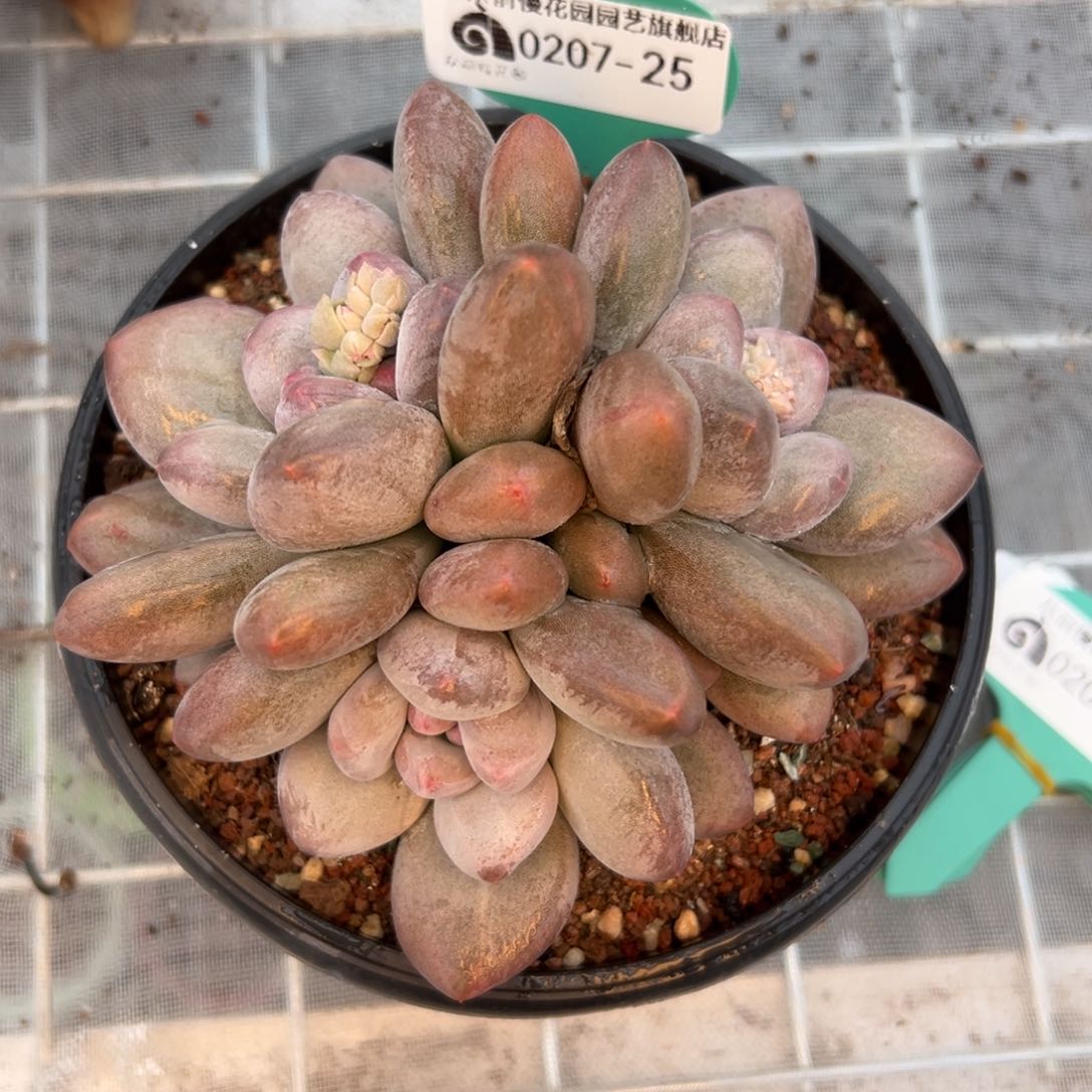 多肉一物一拍0207-25