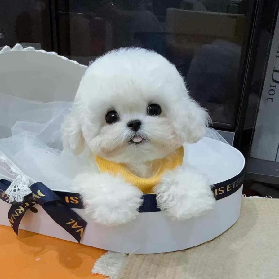 纯种比熊犬幼犬飞耳韩系茶杯犬宠物真狗活体小体比熊家庭小型犬