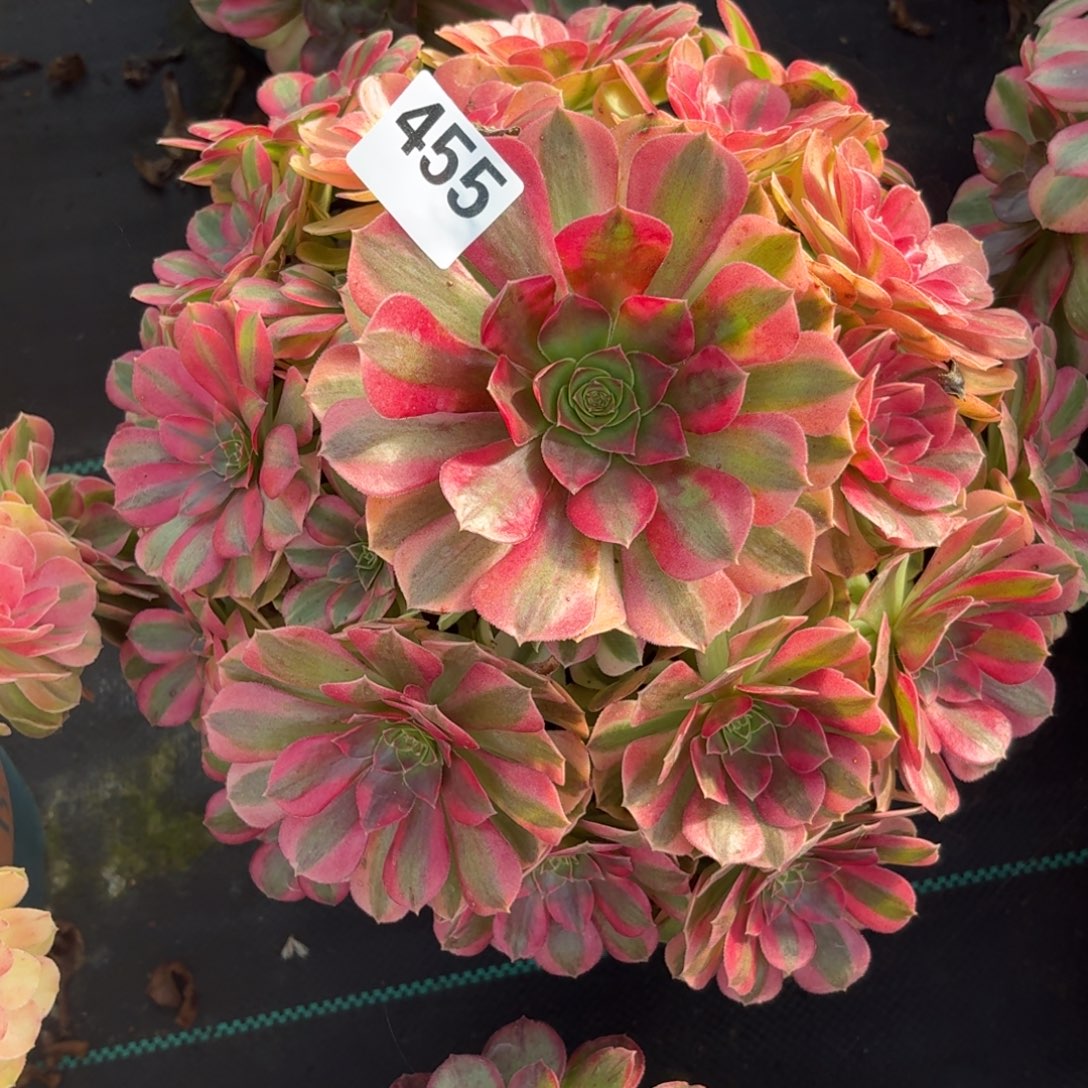 455大雨河多肉植物福利