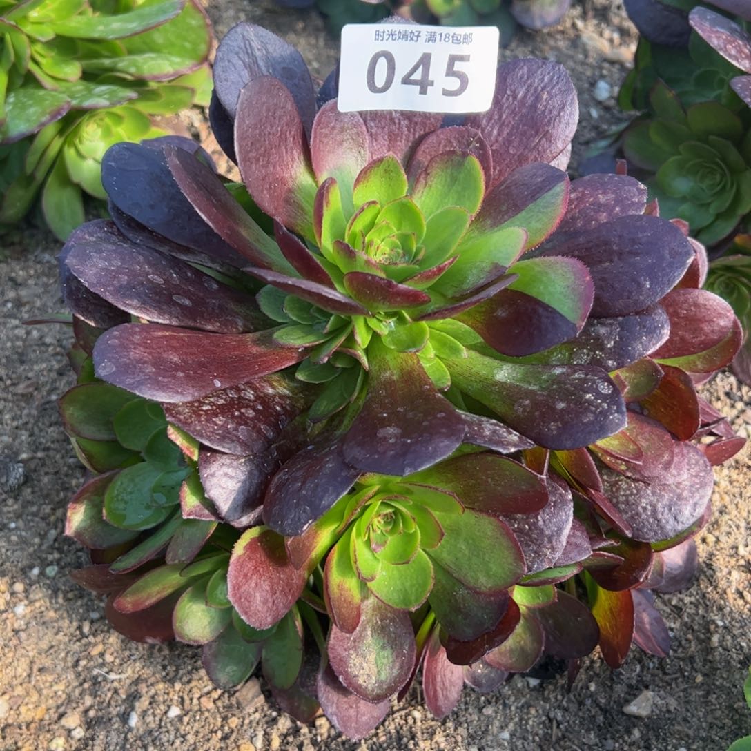 045黑美人多肉植物