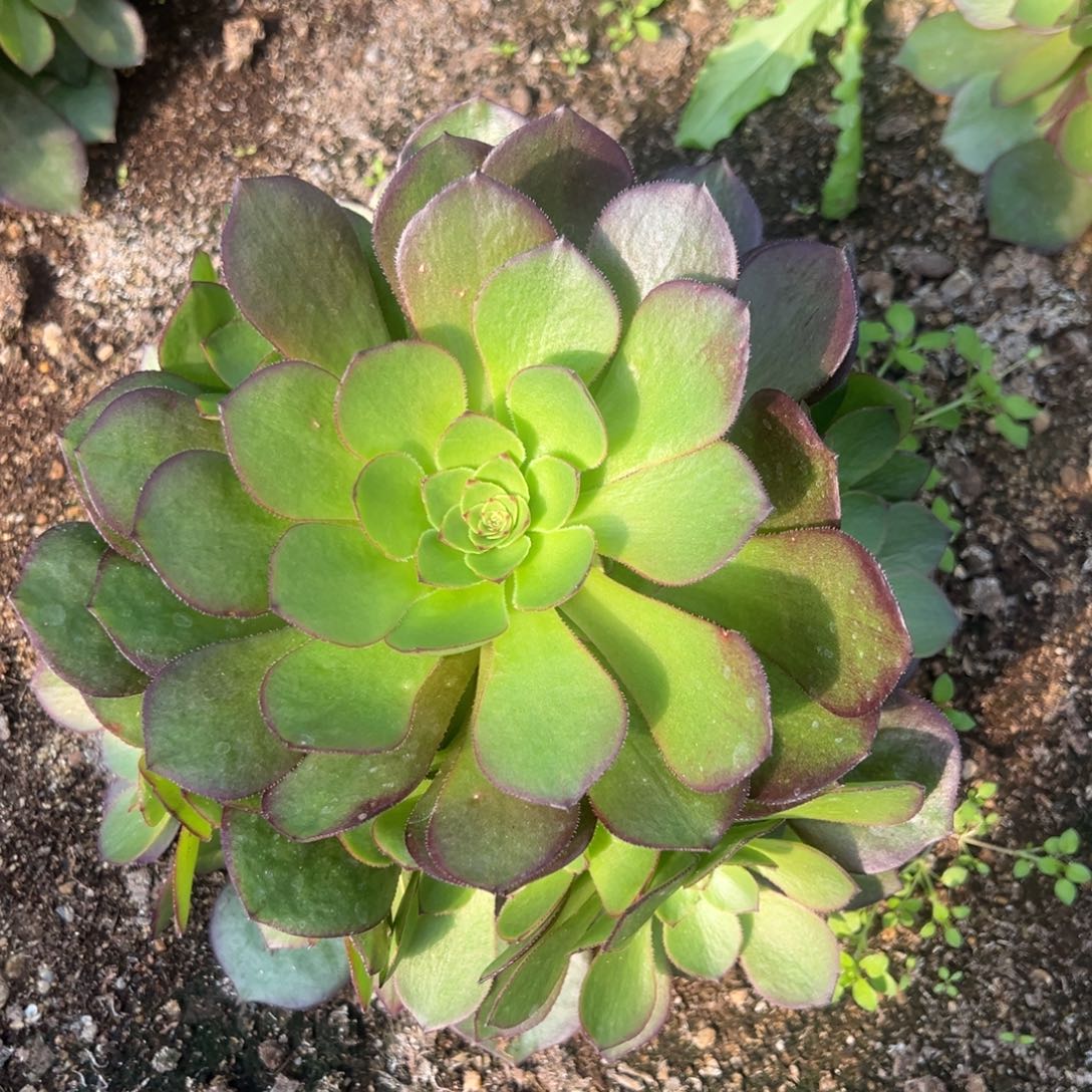 黑魔多肉植物手捧