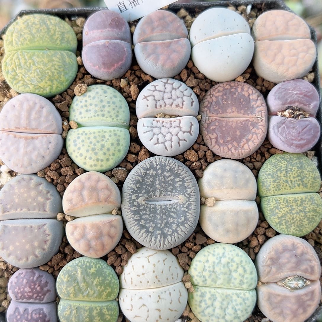 8785 好养易活生石花大母本10cm盆