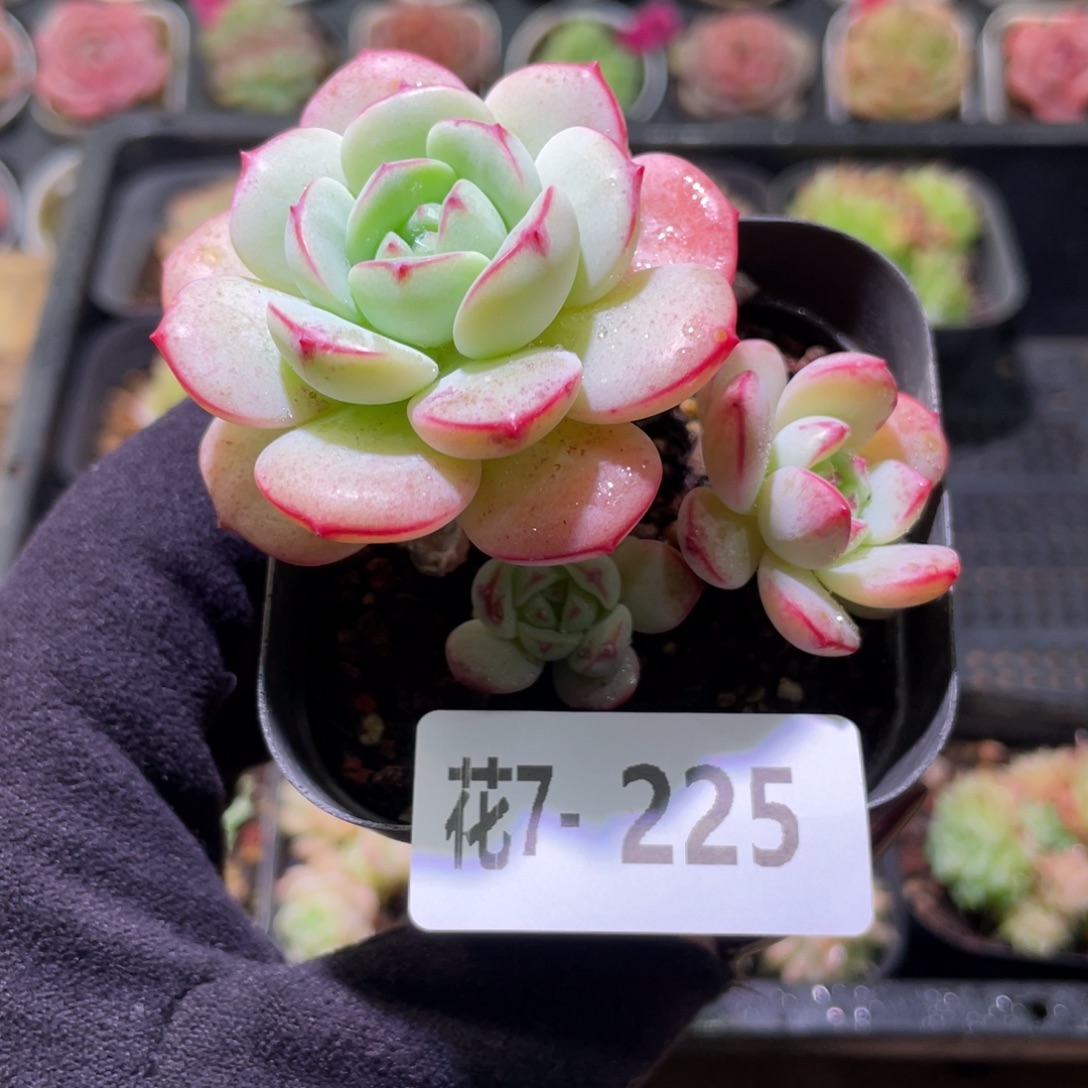 花利美7-225香草群