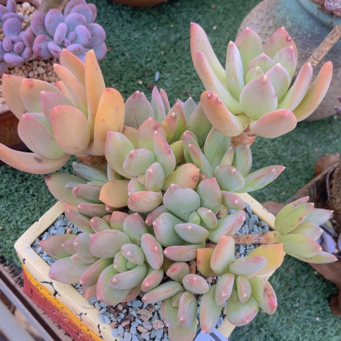 海洋之星03147多肉植物