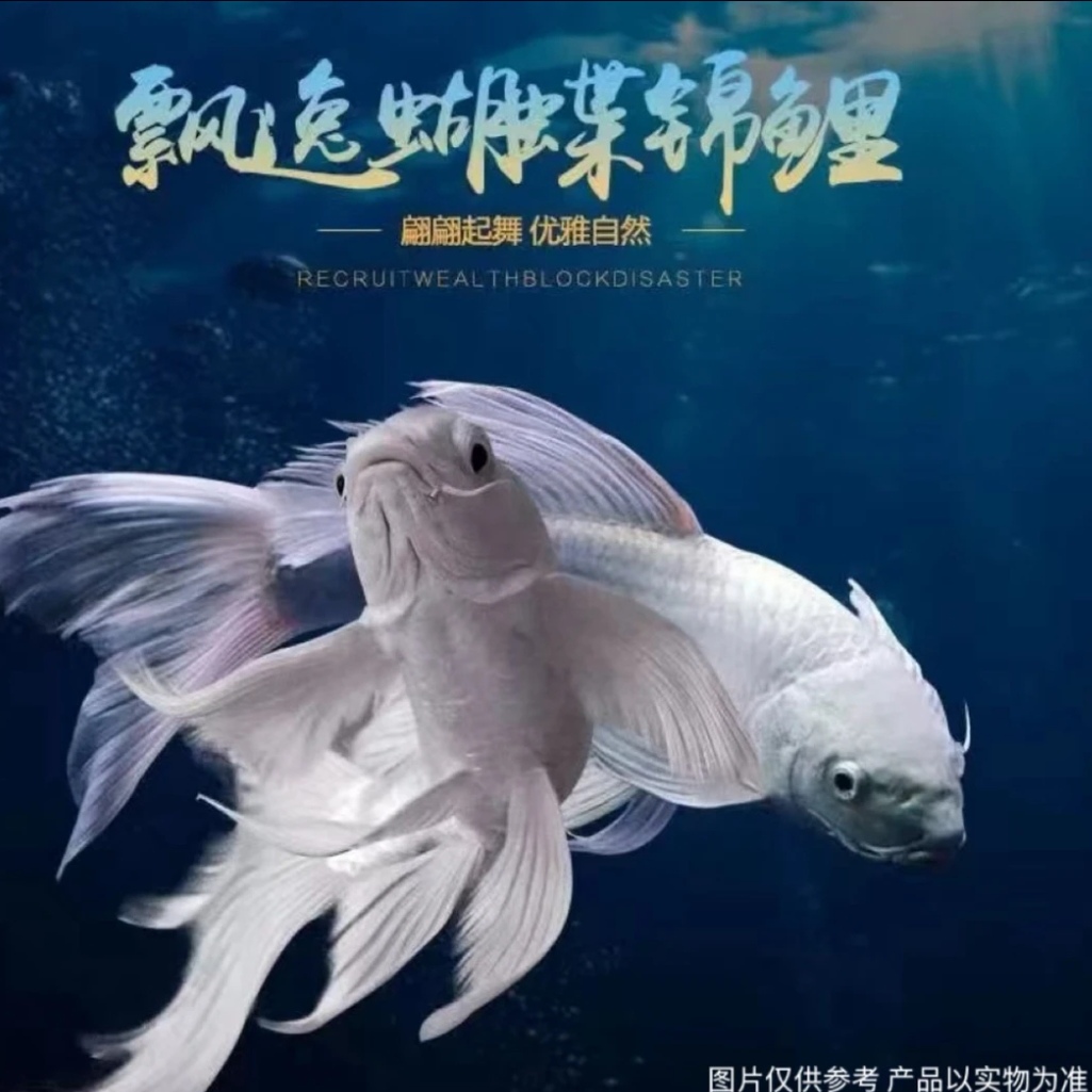 普身26-30CM纯种台系蝴蝶鲤长尾大型观赏鱼 