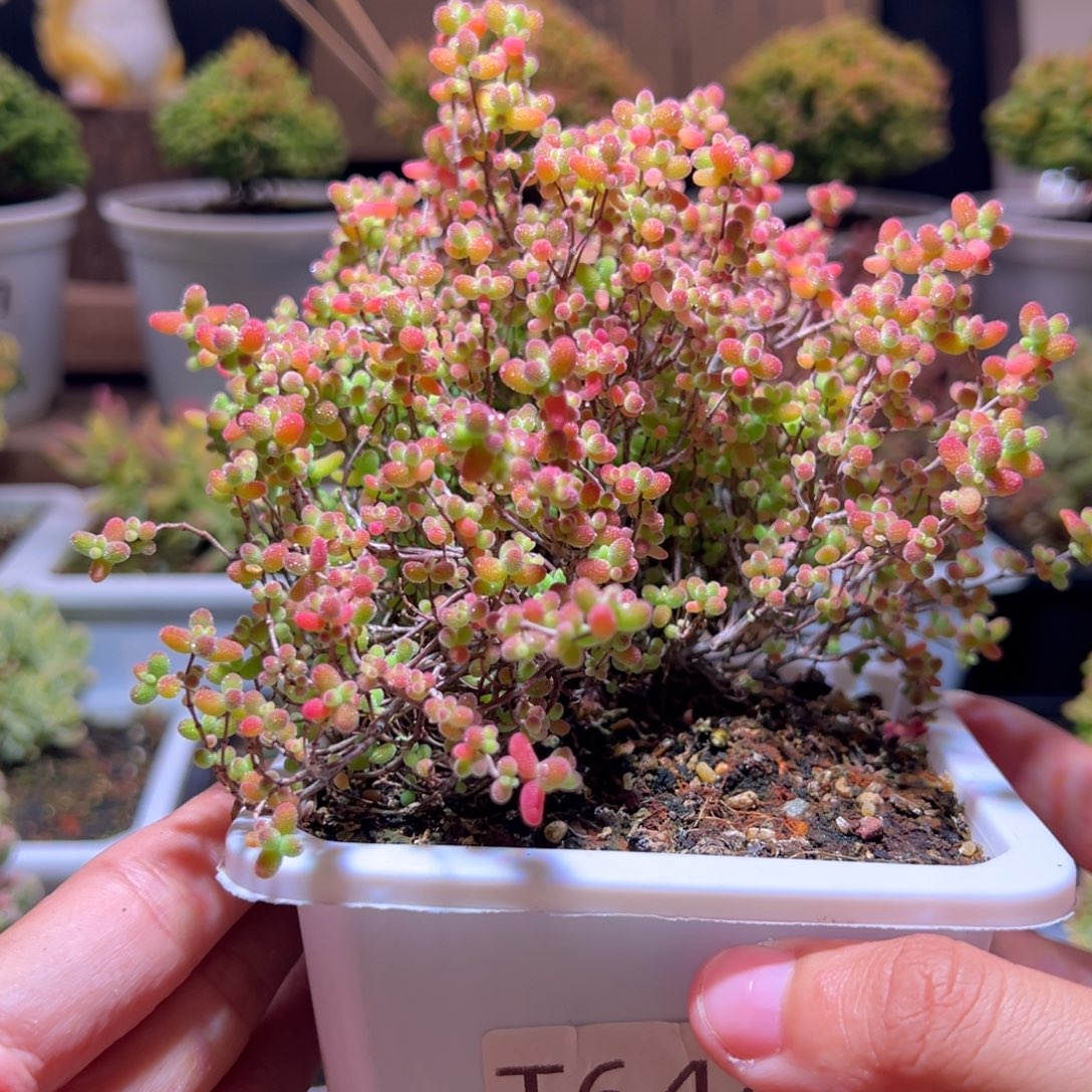 644蜜橘一物一拍包开箱