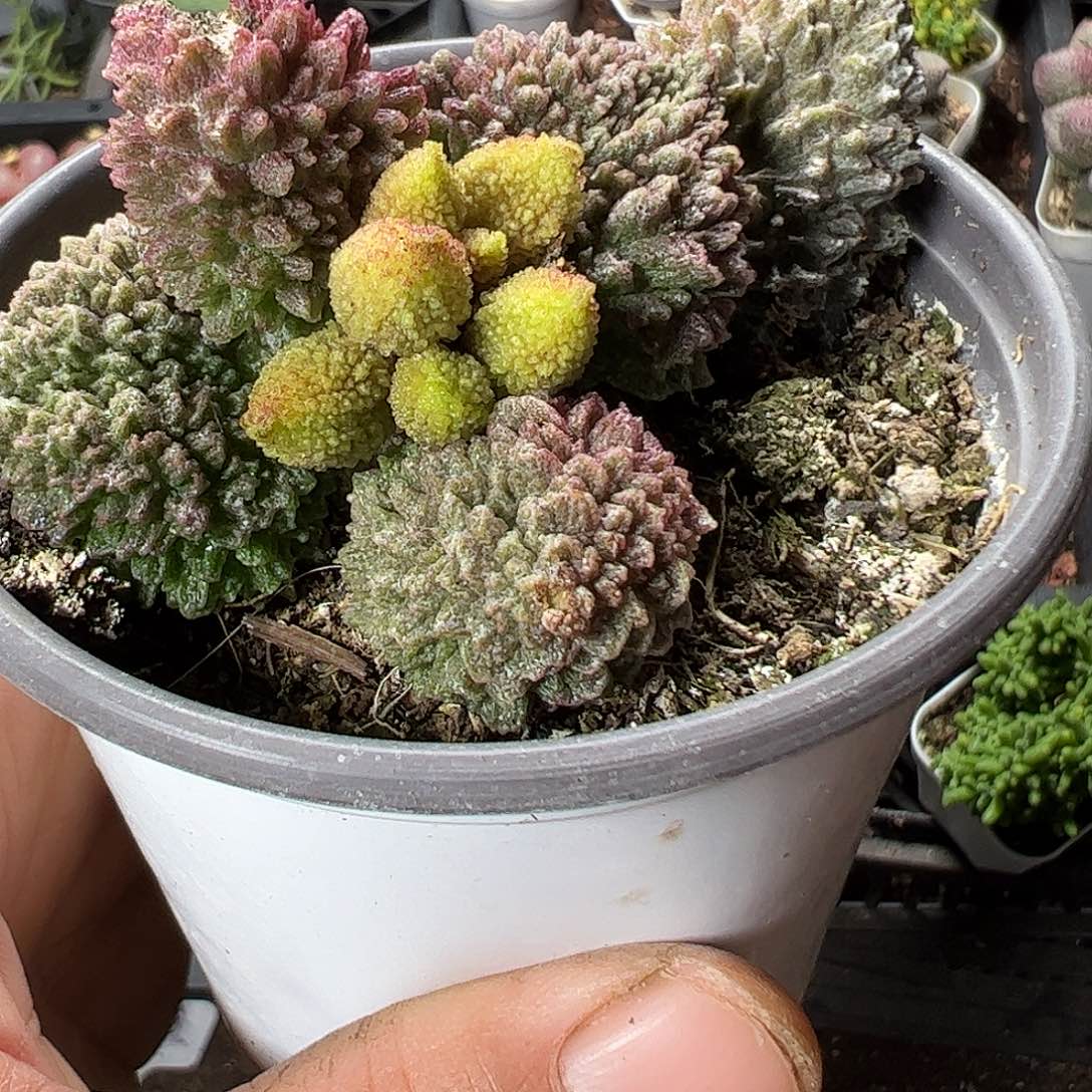 朱子玉特价上车福利