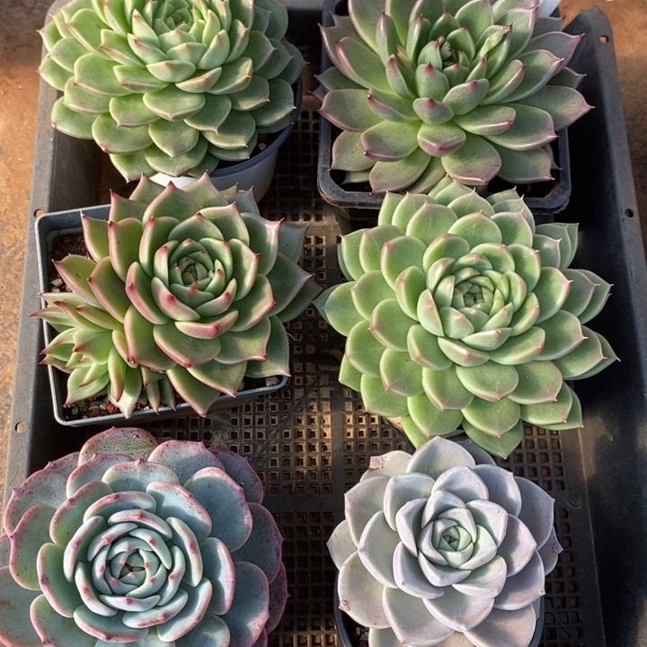 D238- 直播福利 六颗