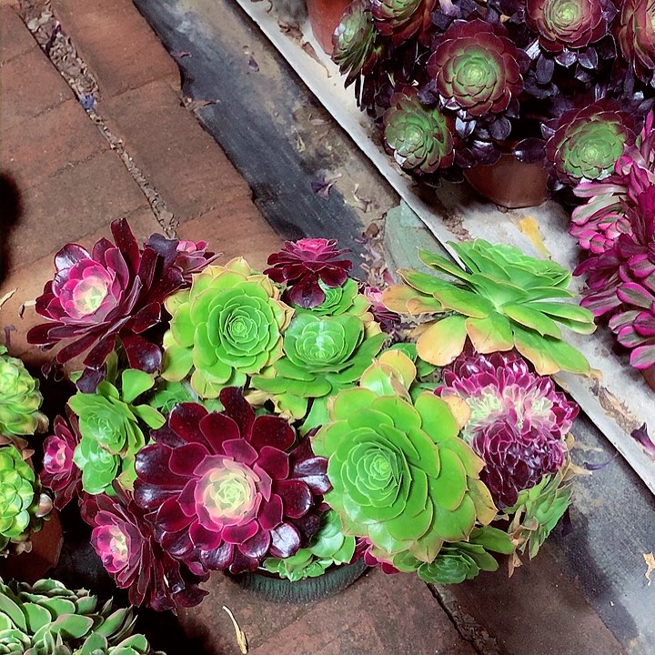 嫁接的君美丽缀化，多肉