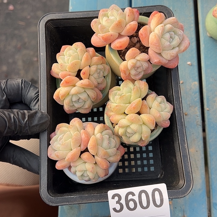 3600，四个三头冰玉带盆发