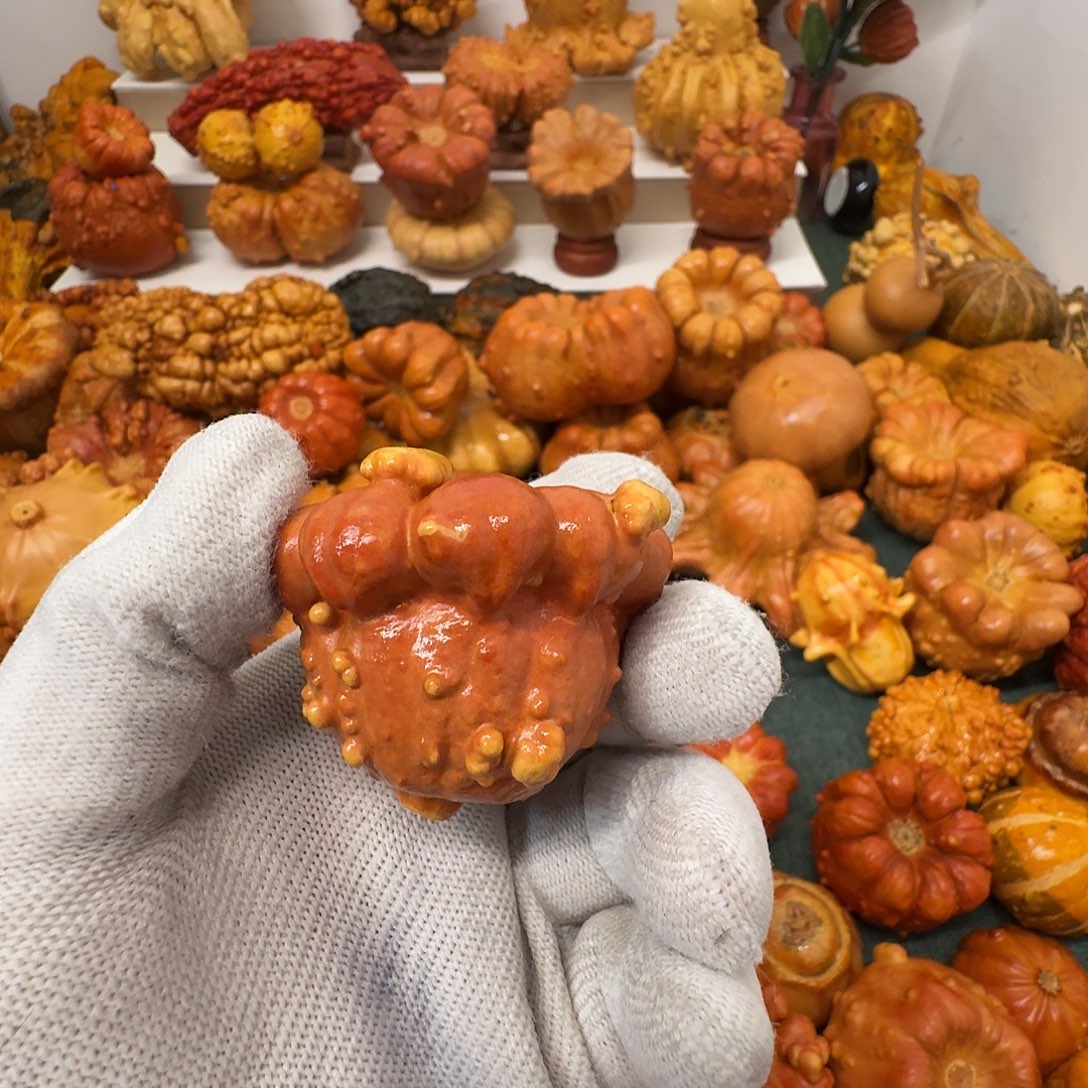 龍***龘墨西哥葫芦瑕疵不退换