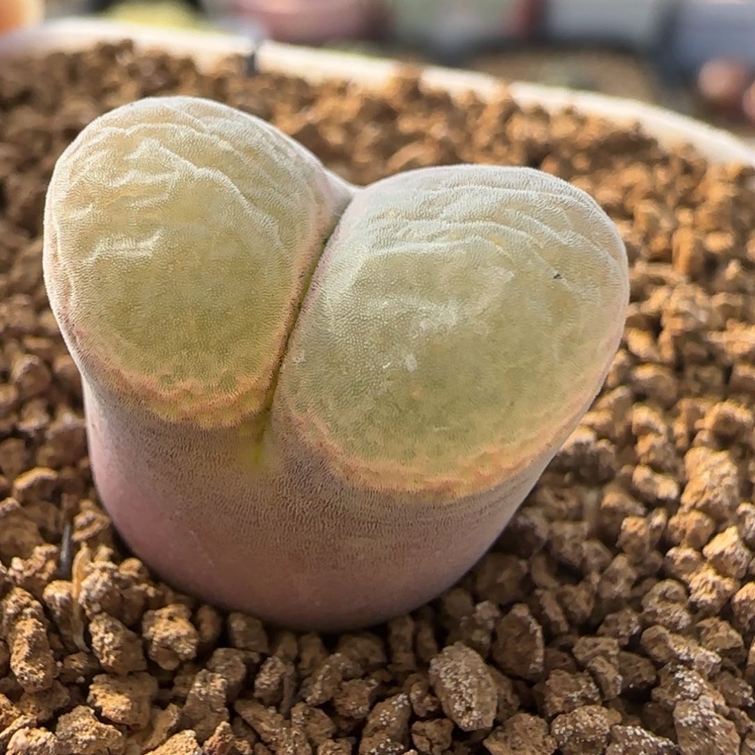 新年快乐多肉大福41号