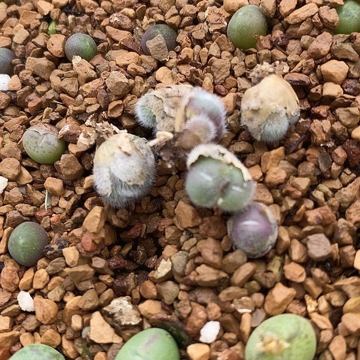 2371双头史蒂芬尼毛球一颗。   