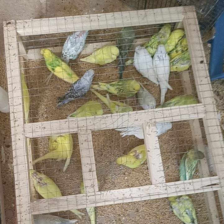 鹦鹉瑕疵品处理专用