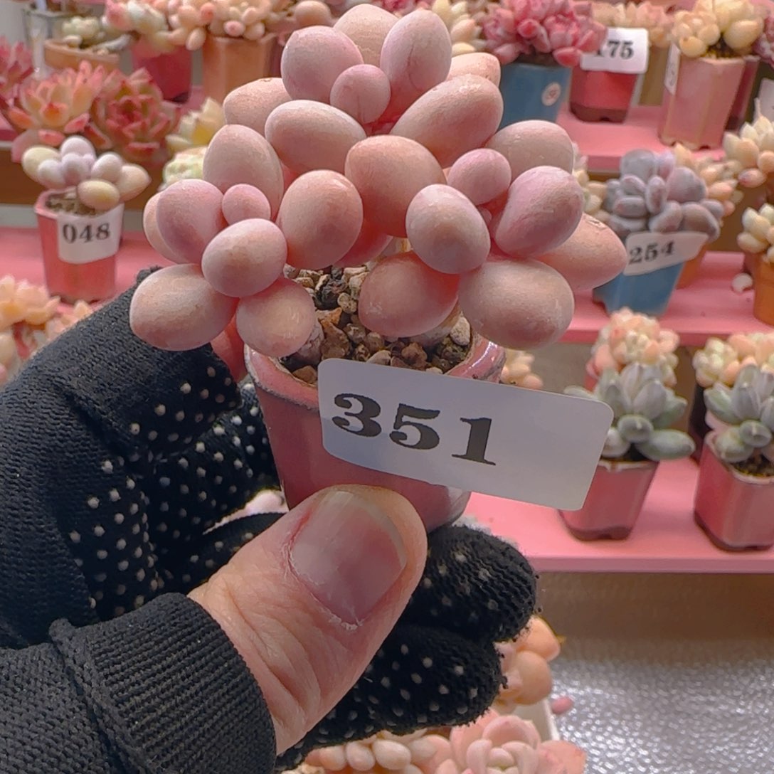 桃蛋351 ，带盆土发货，满38包邮非偏远。