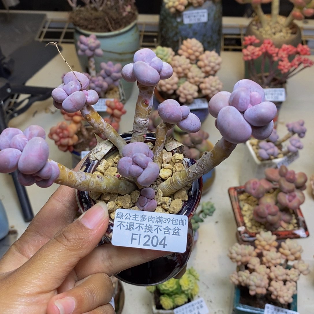 204芭比奶多肉8c m