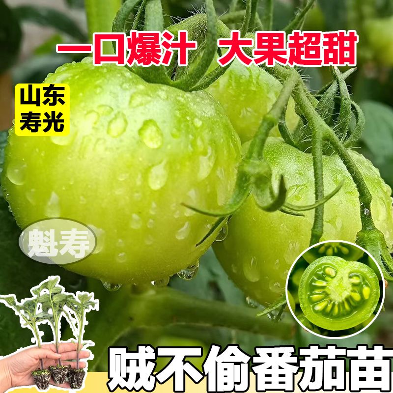 贼不偷绿番茄种子秧苗东北绿色西红柿种籽四季水果蔬菜沙瓤青柿子