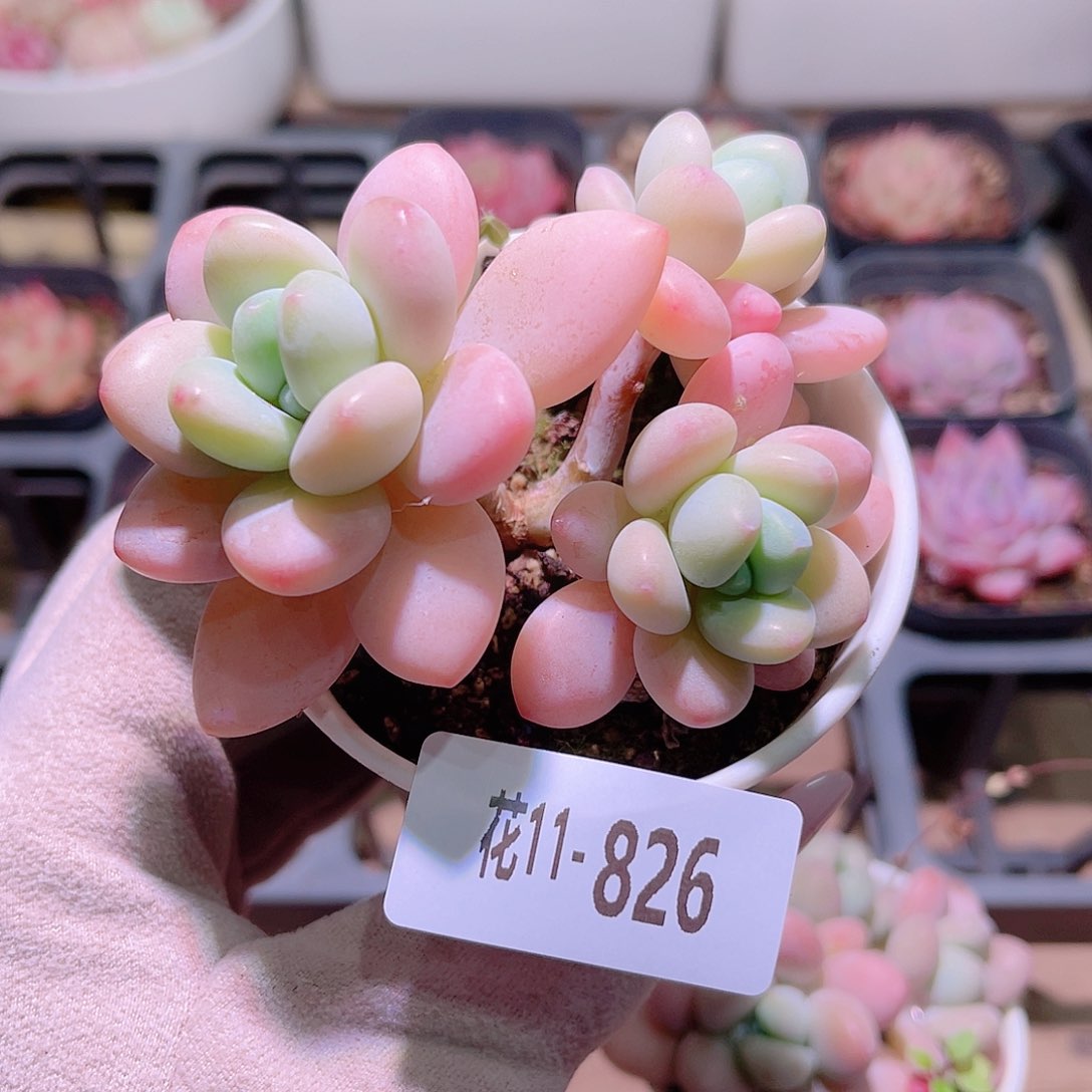 花利美11-826洛神