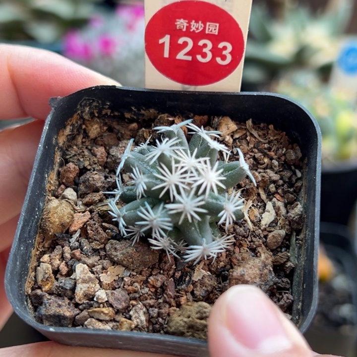 萝卜根孤月丸2.5cm一棵