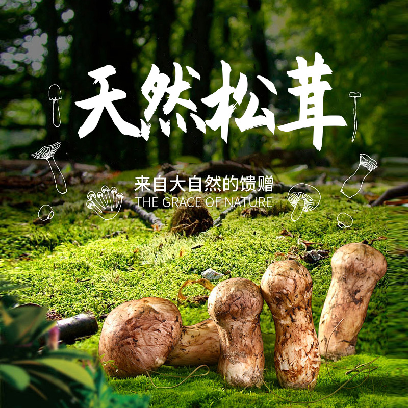 （央专属）正宗云南香格里拉新鲜天然松茸 6cm-8cm 未开伞
