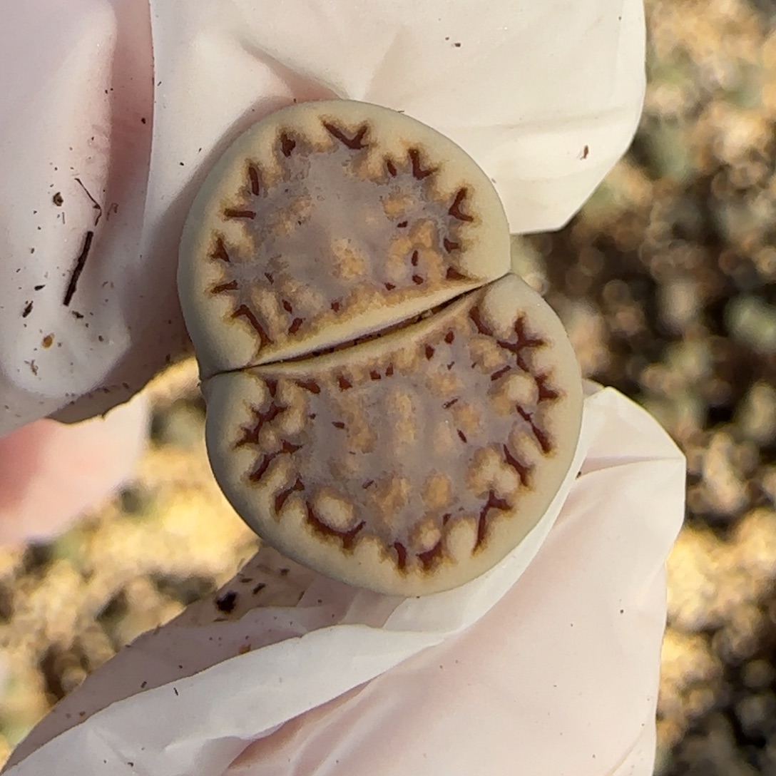 12.3.1621.6饼干.9108