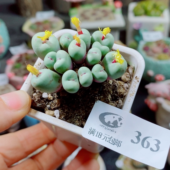 生石花花花花花花363