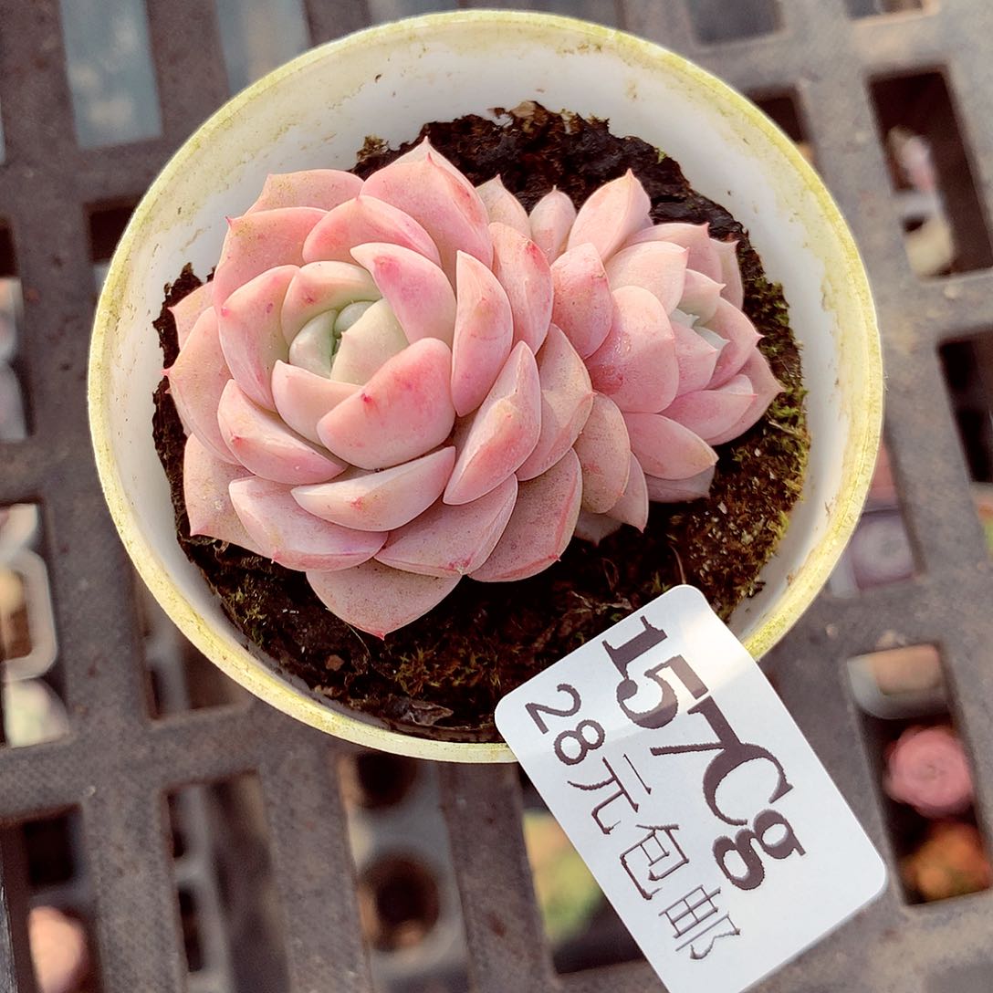 5厘米盆精控多肉157