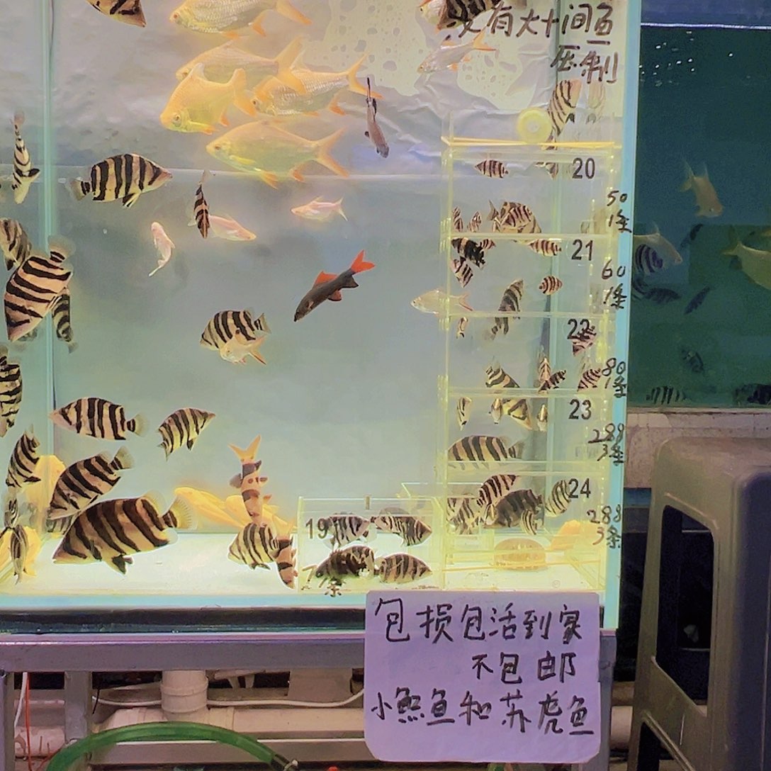 虎鱼练手小虎鱼5-6共分3条